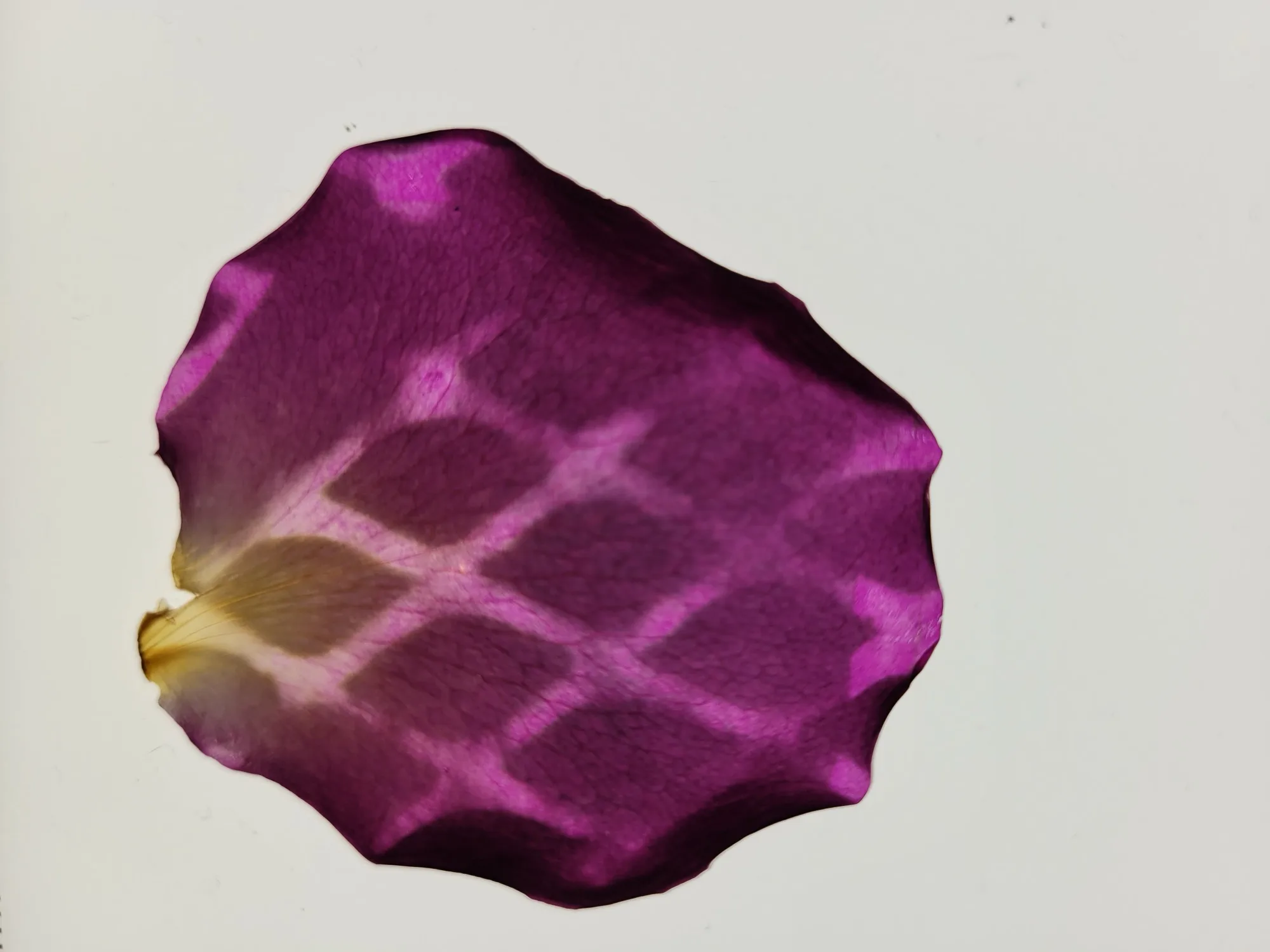 Pétale - Berkeley 2024