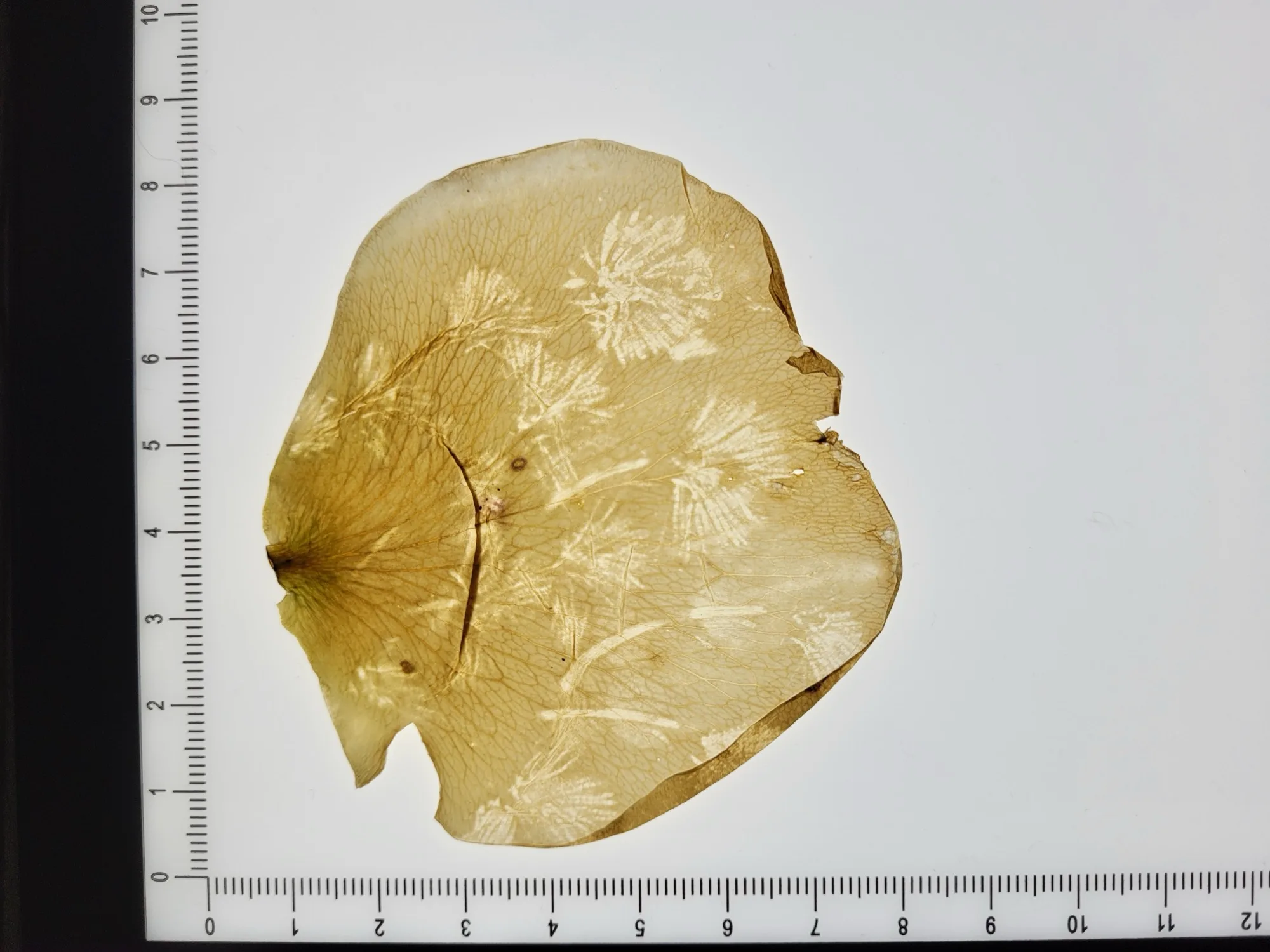 Résidence de recherche-création art contemporain Berkeley - Clémence Canet artiste performance